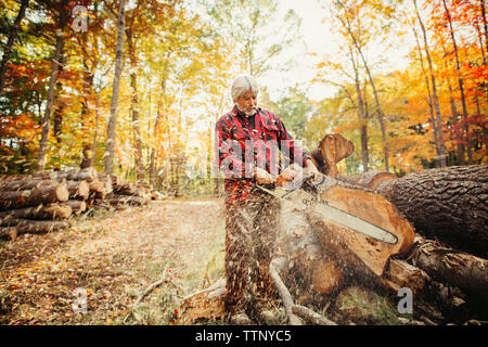 Lumberjack cutting log with chainsaw in forest Stock Photo