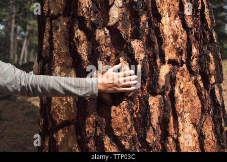 Cropped image of hand touching tree bark Stock Photo