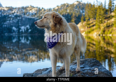 Golden Retriever looking away while standing on rock in lake against mountain Stock Photo