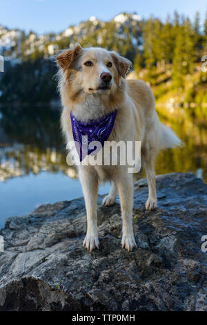 Golden Retriever standing on rock in lake against mountain during winter Stock Photo