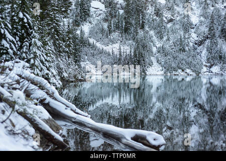 Scenic view of calm lake amidst snow covered trees in forest