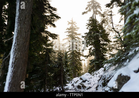 Low angle view of pine trees growing on snow covered hill against sky in forest Stock Photo