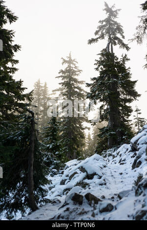 Low angle view of pine trees growing on snow covered hill against sky at forest Stock Photo