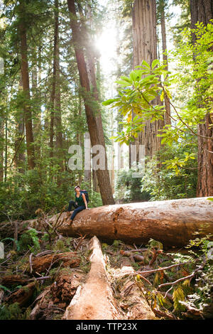 Female hiker exploring forest while sitting on tree trunk at Redwood National and State Parks Stock Photo