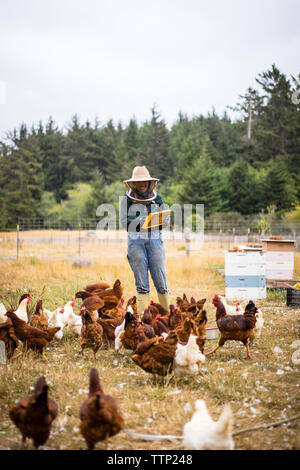 Female beekeeper working at farm with hens in foreground Stock Photo