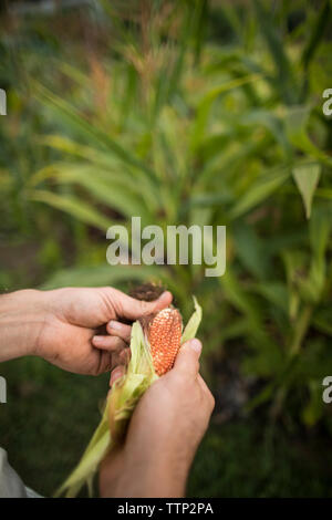 Cropped hands of man husking corn at community garden Stock Photo