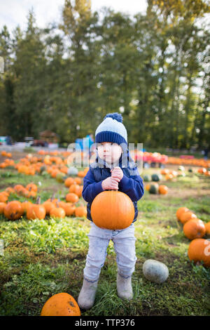 Baby boy carrying pumpkin while standing on grassy field at farm Stock Photo