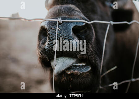 Close-up of American bison licking fence Stock Photo
