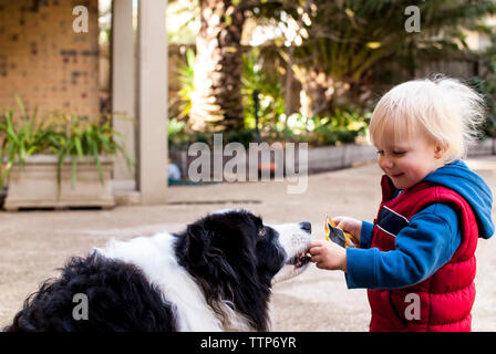 Side view of happy boy feeding Border Collie at yard Stock Photo