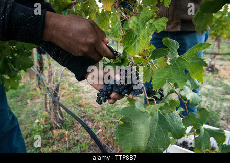 Man cutting grapes in farm Stock Photo