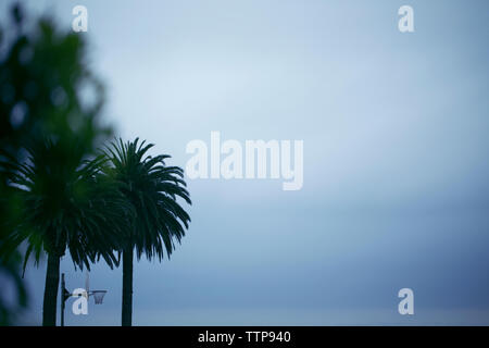 Low angle view of palm trees against cloudy sky Stock Photo