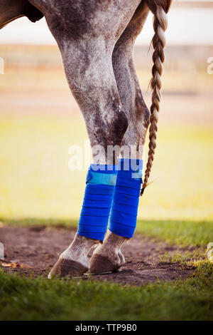 Low section of horse standing on field Stock Photo