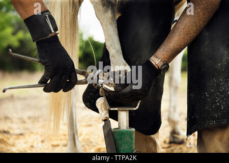 Midsection of farrier putting shoe to horse while standing on field Stock Photo