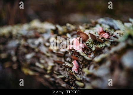 Close-up of fungus growing on fallen tree in forest Stock Photo