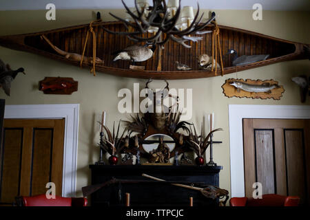 Low angle view of various taxidermy on wall Stock Photo