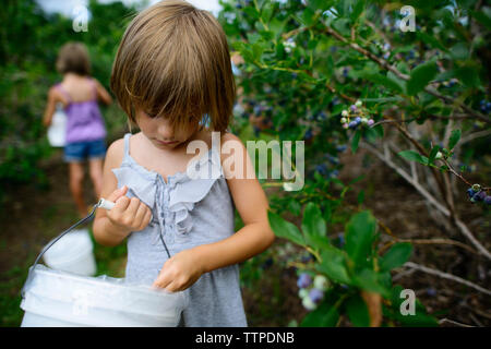 Sisters holding container while picking blueberries from trees in farm Stock Photo