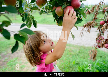 High angle view of girl picking apple from tree Stock Photo