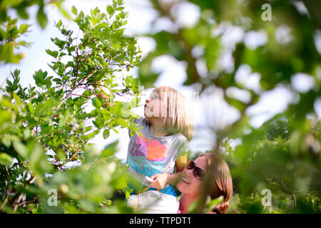 Mother carrying daughter picking blueberries from tree at farm Stock Photo