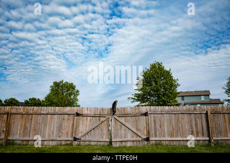 Low angle view of cat climbing on fence against cloudy sky Stock Photo
