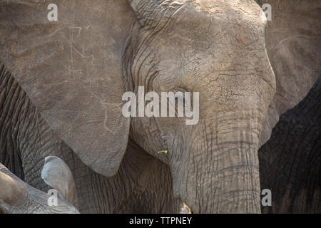 Close-up of elephants at Serengeti National Park Stock Photo