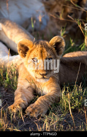 Close-up Of Lion Cub Sitting In Tree Stock Photo - Alamy