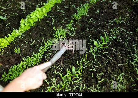 High angle view of woman's hand loosening soil with gardening fork in greenhouse Stock Photo