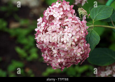 Hydrangea arborescens Incrediball Blush or Sweet Annabelle pink a corymb. Hydrangea arborescens, smooth hydrangea, wild hydrangea, or sevenbark Stock Photo