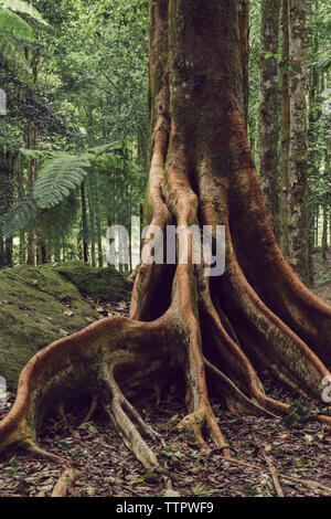 View of the old tree with roots Stock Photo
