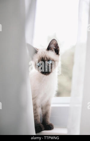 Siamese Kitten in window Stock Photo