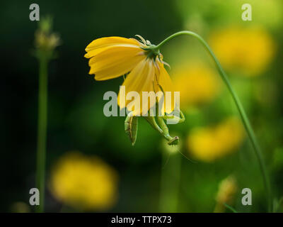 Close-up of mantis on yellow cosmos flower Stock Photo