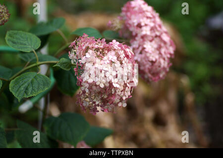 Hydrangea arborescens Incrediball Blush or Sweet Annabelle pink a corymb. Hydrangea arborescens, smooth hydrangea, wild hydrangea, or sevenbark Stock Photo