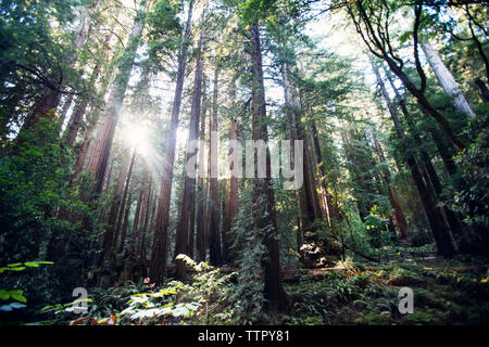 Sunlight streaming through trees in forest Stock Photo