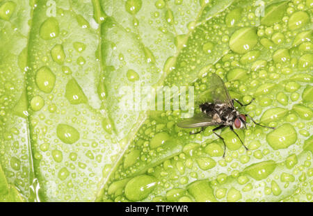 Common fly close up - isolated on green background Stock Photo