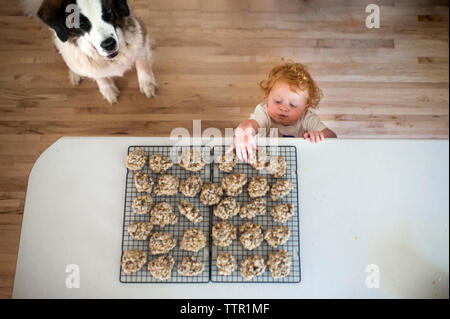 High angle view of dog sitting by cute baby boy taking cookies from table at home Stock Photo