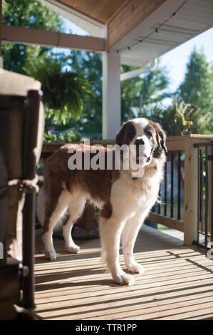 Full length of Saint Bernard standing on porch Stock Photo