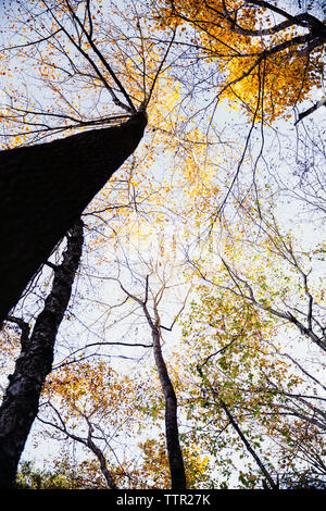 Low angle view of autumn trees against sky Stock Photo