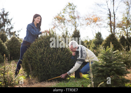 Man with granddaughter cutting pine tree in farm Stock Photo
