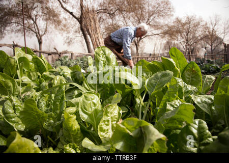 Senior farmer working at organic farm Stock Photo