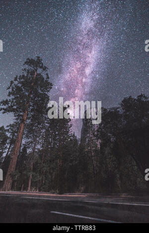 Low angle view of road by trees against star field at night Stock Photo