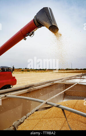 Combine harvester unloading wheat into wagon on field Stock Photo