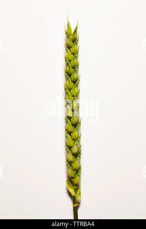 Close-up of wheat ear against white background Stock Photo