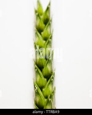 Close-up of fresh wheat ear against white background Stock Photo