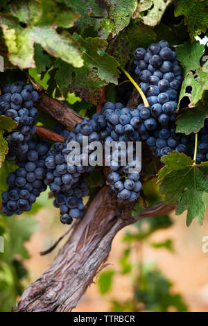 Grapes growing in vineyard Stock Photo