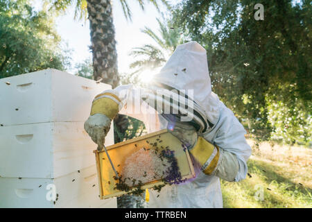 Beekeeper removing bees on honeycomb in frame Stock Photo