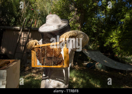 Beekeeper looking at honeycomb in frame Stock Photo