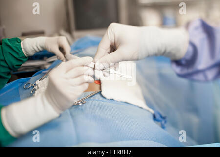 Nurse giving dental equipment to dentist during surgery in operating room Stock Photo