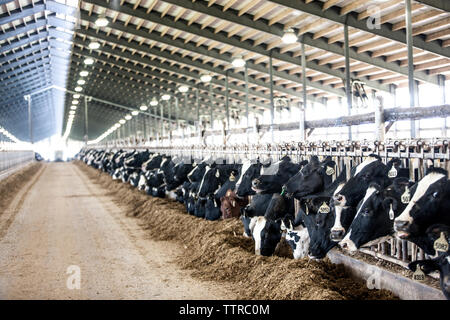 Holstein cattle eating in dairy farm Stock Photo