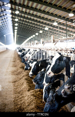 Cows eating in dairy farm Stock Photo