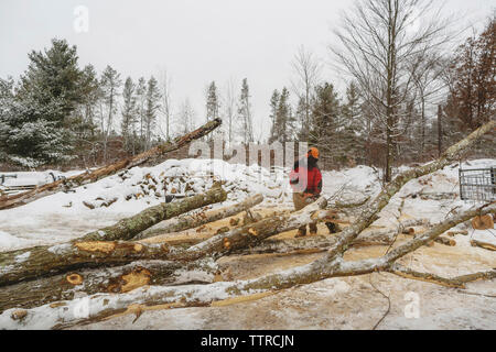 Lumberjack cutting logs in forest during winter Stock Photo