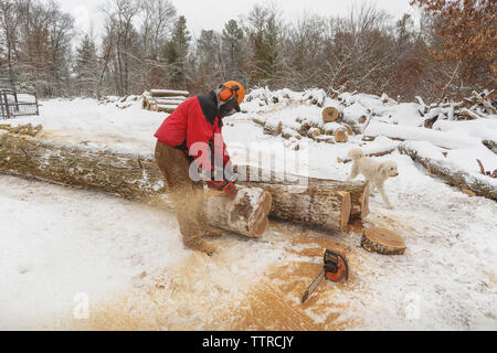 Lumberjack cutting logs while standing by poodle in forest during winter Stock Photo